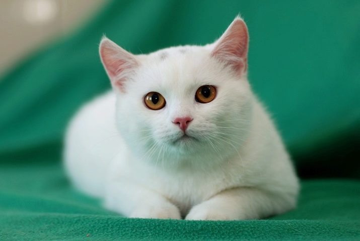 Европейская короткошерстная кошки породы фото и названия