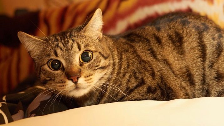 Породы европейских гладкошерстных кошек фото