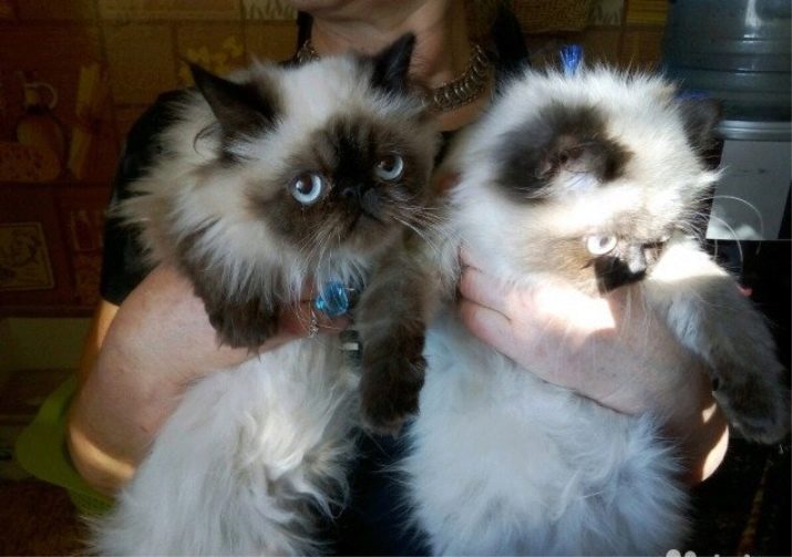 Кошки породы сиамский перс