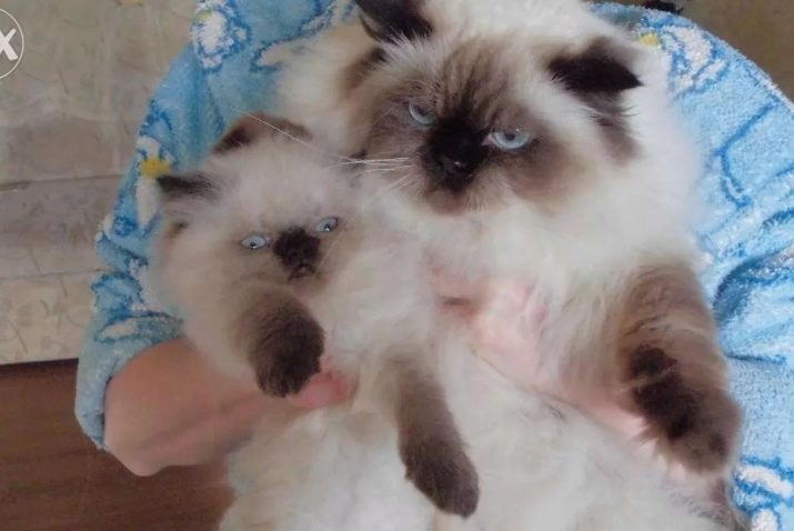 Порода кошки сиамская с персом thumbnail