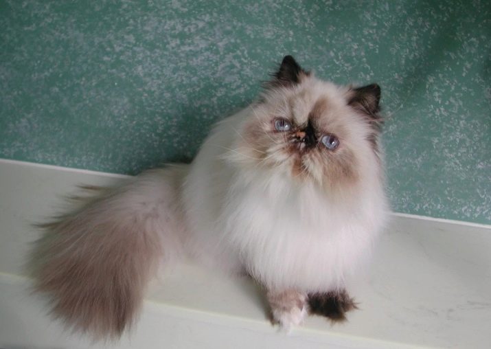 Кошка породы смесь перса с сиамской