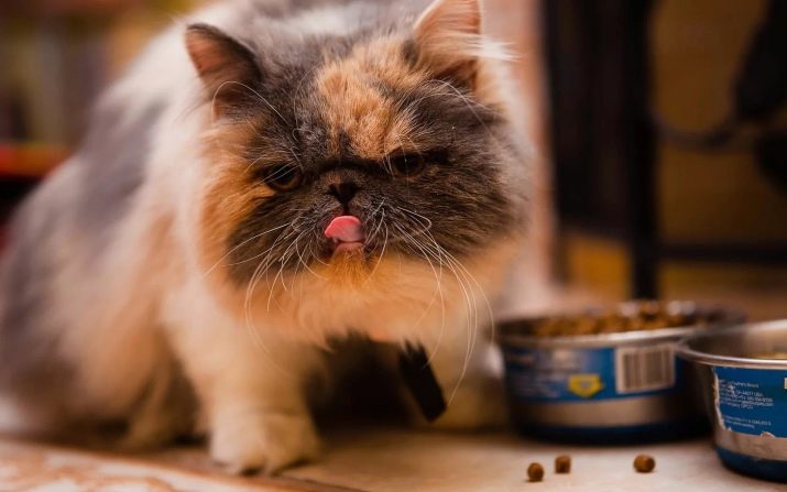 Кошка породы смесь перса с сиамской thumbnail