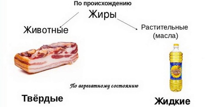 Из чего делают дорогие корма для кошек