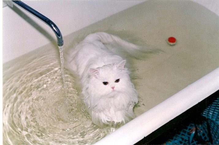 Сколько раз мыть кошек