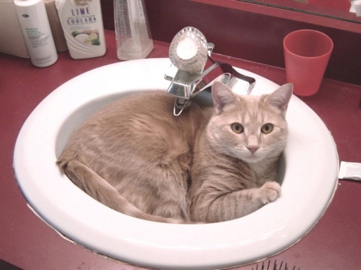 Через сколько дней можно мыть кошку