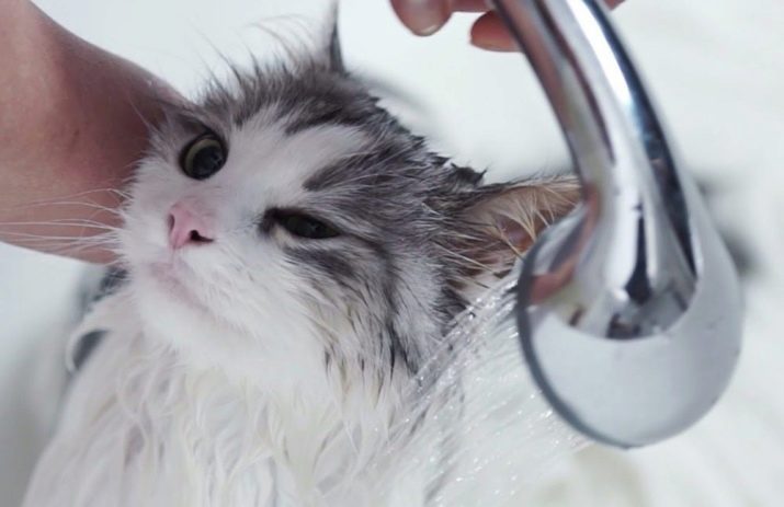 На сколько часто можно мыть кошек