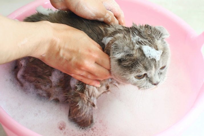 Через сколько дней надо мыть кошек