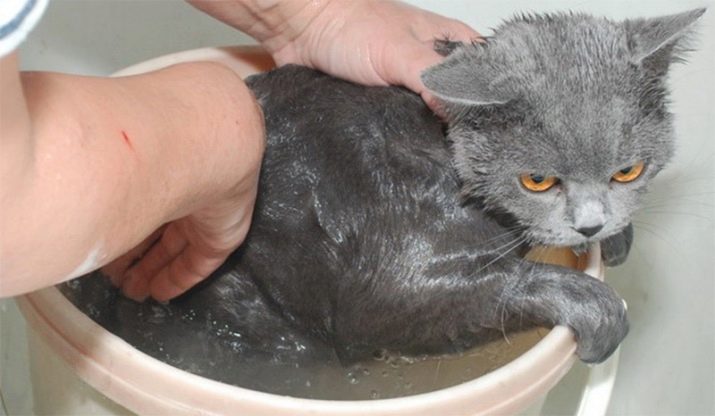 Сколько можно раз мыть кошек