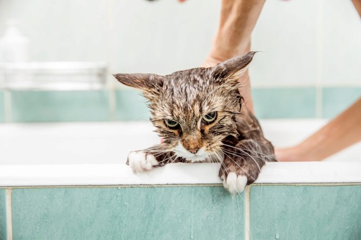 Через сколько нужно мыть кошек