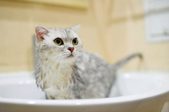 Через сколько можно мыть кошку