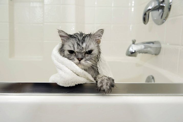 Сколько раз чем нужно мыть кошек