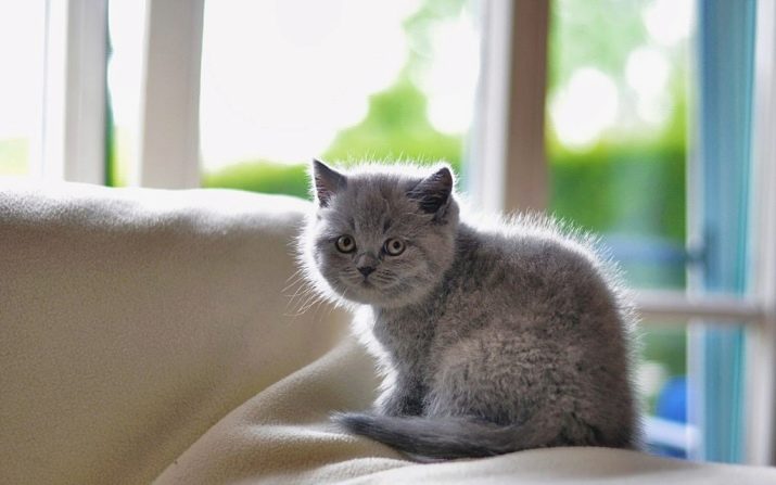 Имена для кошек девочек британской породы серого