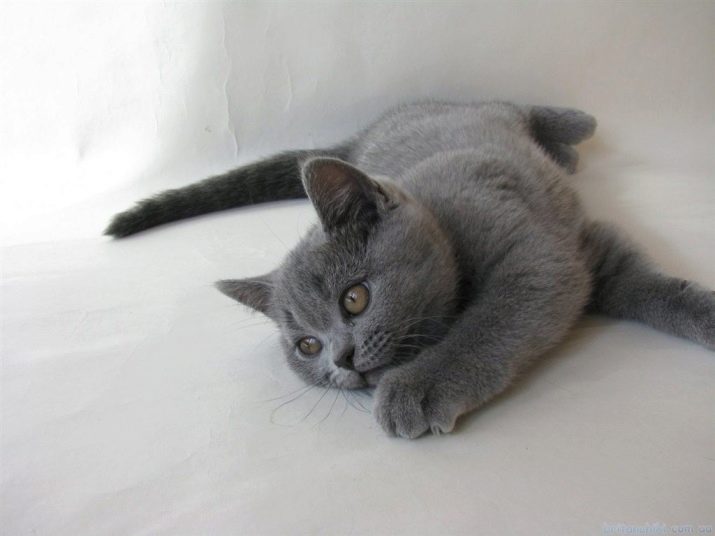 Клички для кошек британской породы серого цвета