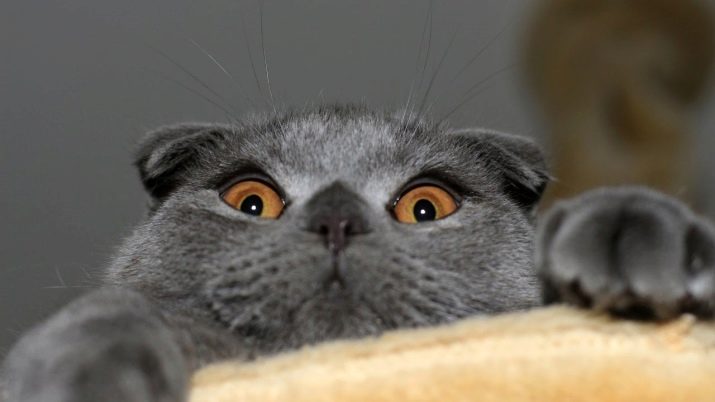 Клички для кошек девочек британской породы серого цвета список thumbnail
