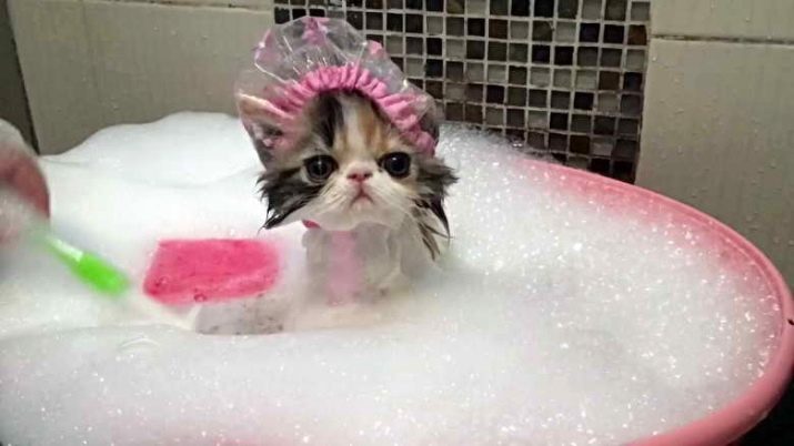 С какого возраста мыть кошек