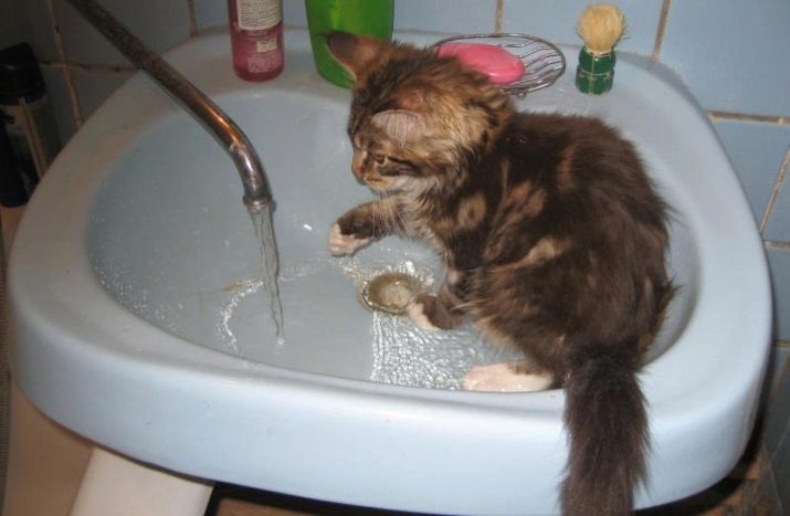 В каком возрасте можно мыть кошек