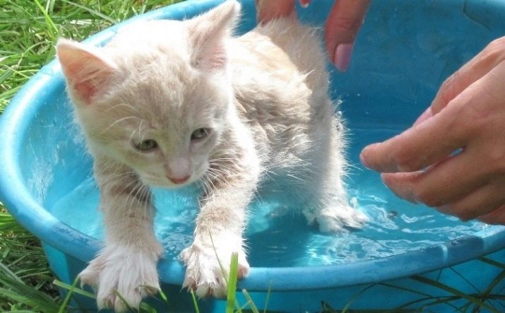 Во сколько лет можно купать кошку