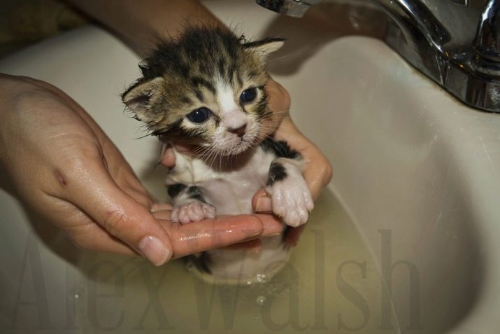 В каком возрасте можно мыть кошек