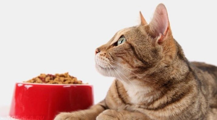 Как приучить кошку есть сухой корм если она его не ест thumbnail