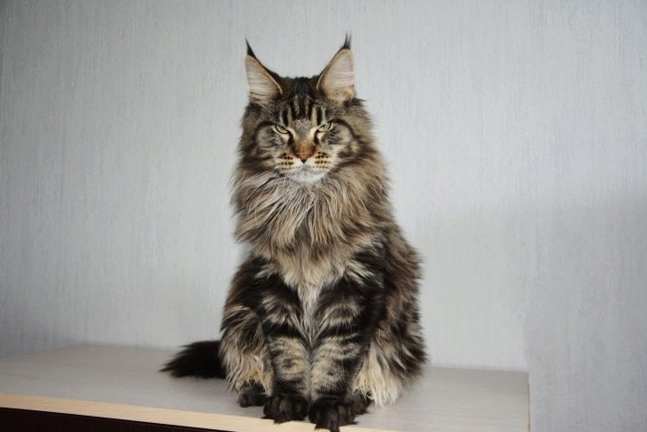 Порода кошек мэйкун фото месячных котят