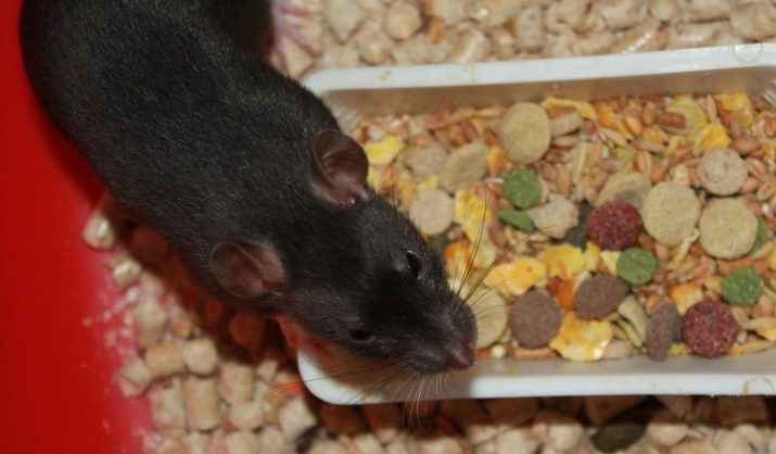 Можно ли кормить крысу кормом для кошек