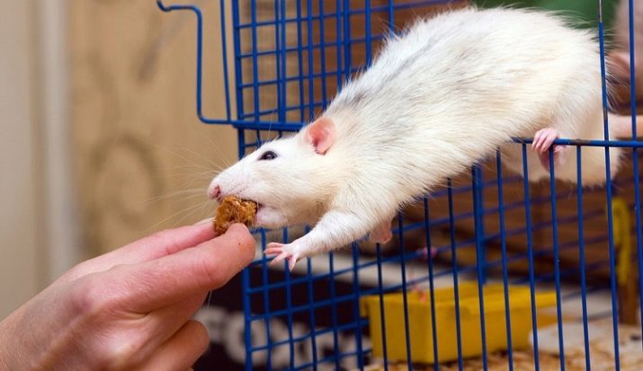 Можно ли давать крысам собачий корм