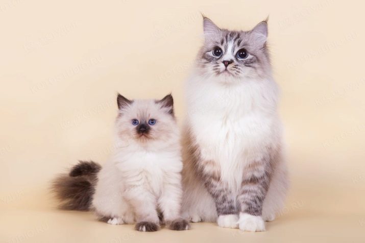 Невские породы кошек окрас фото