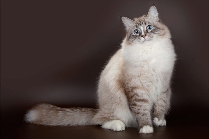 Порода невская маскарадная кошка окрас