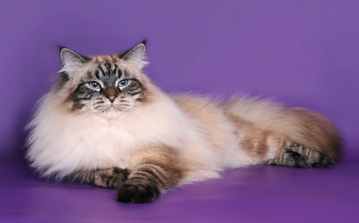 Порода кошки невская маскарадная окрасы