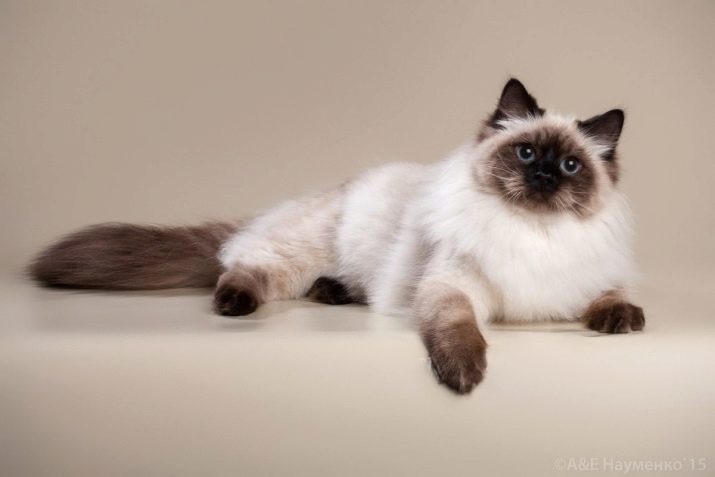 Окрасы породы кошек невская маскарадная фото