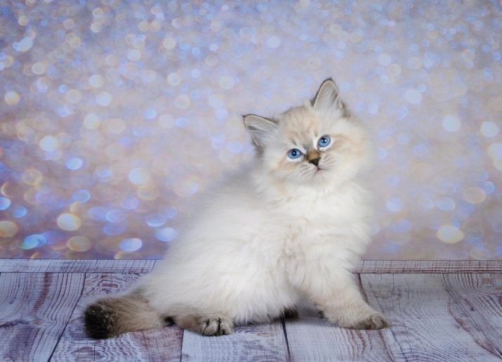 Порода кошек невская маскарадная фото светлый окрас
