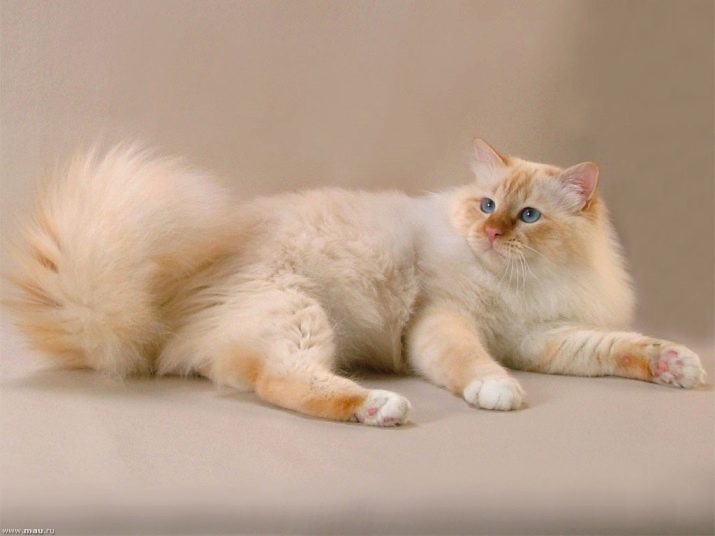 Порода невская маскарадная кошка окрас