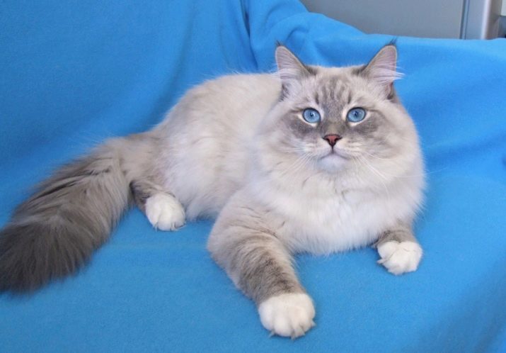 Кошки порода по окрасу фото невская маскарадная thumbnail