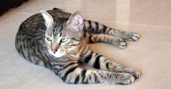 Китайские кошки породы фото и названия