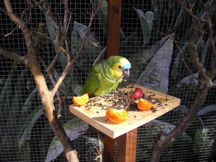 Состав корма для средних попугаев кеша