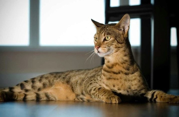 Крупные кошки породы ашера фото