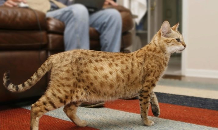 Крупные домашние кошки породы ашера