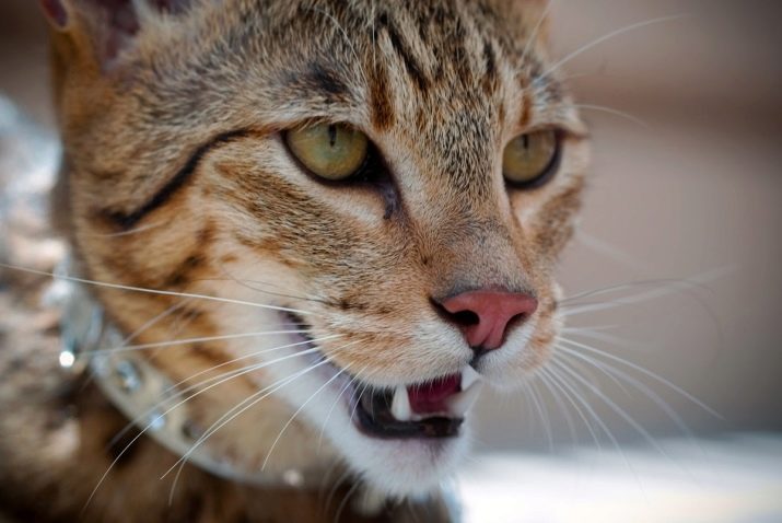 Фотографии кошки породы ашера