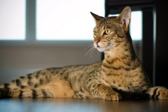 Фотографии кошки породы ашера