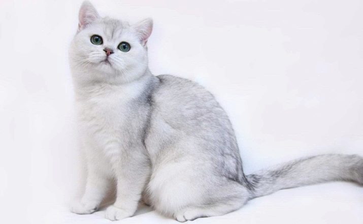 Серебристые кошки порода фото