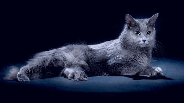Кошки породы фото которые не линяют и не пахнут