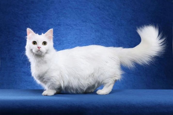 Фотографии кошек породы наполеон