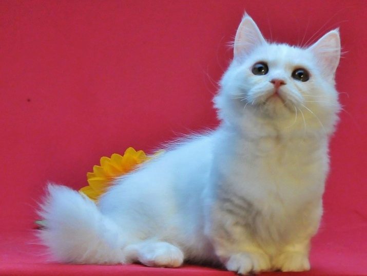 Фотографии кошек породы наполеон