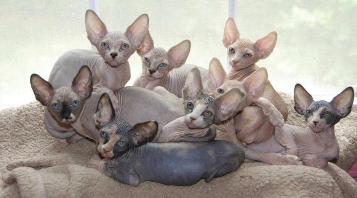 Порода кошек сфинкс с шерстью фото