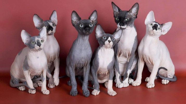 Порода кошек похожих на сфинксов с шерстью