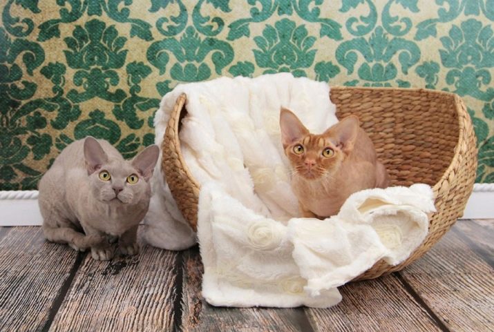 Фото кошек пород рексы