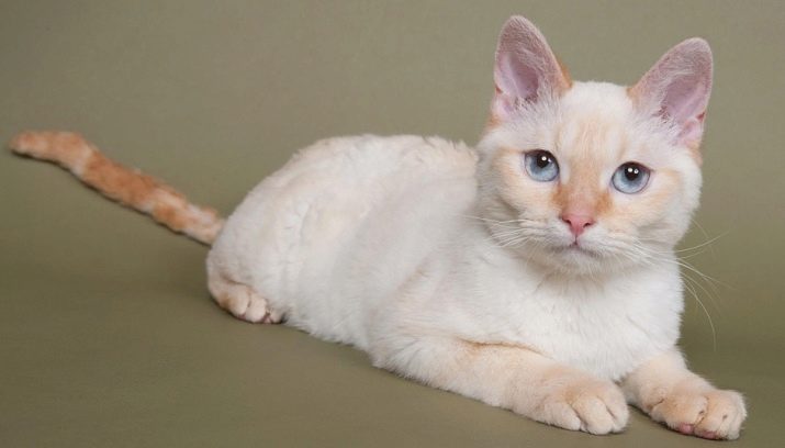 Кошка голландской породы фото