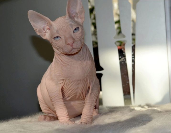 Кошка которая без шерсти порода ее фото thumbnail