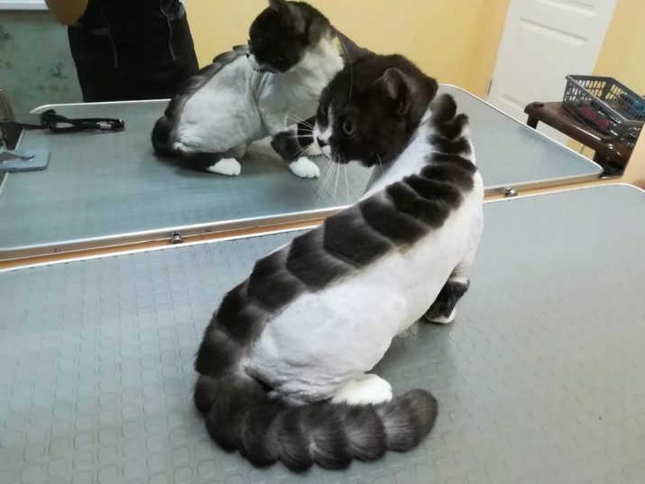подстричь кошку в домашних условиях человеческой машинкой