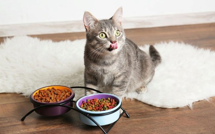 Можно ли давать кошке одновременно влажный и сухой корм